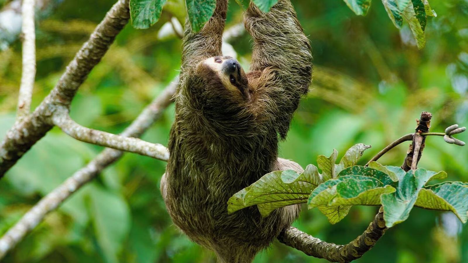 a sloth in the canopy